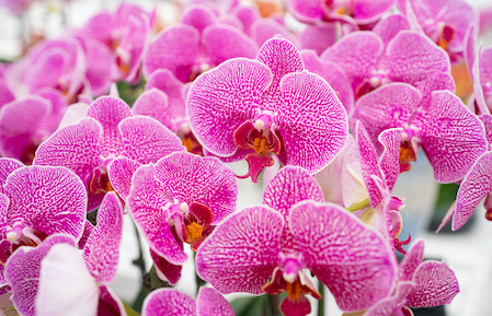 傳化精品蝴蝶蘭