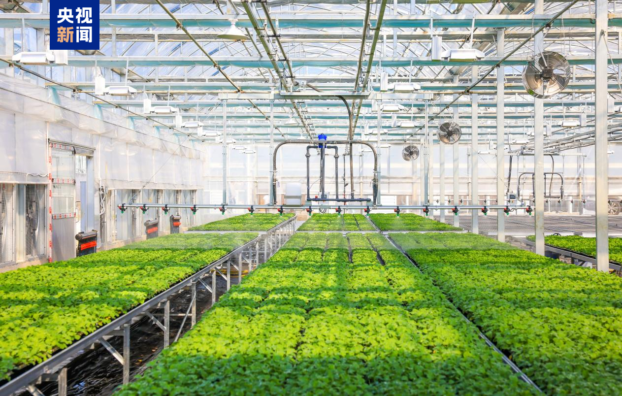 1733278721979298W80d.png 2222222222.png