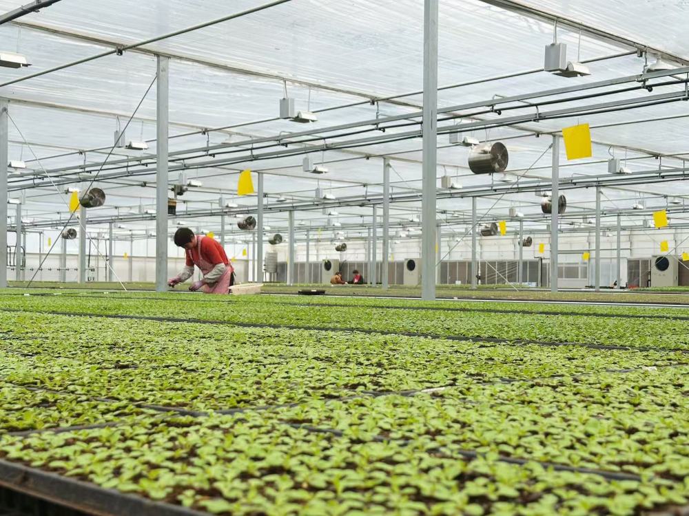 17388340306295405WoH.jpg 2.jpg